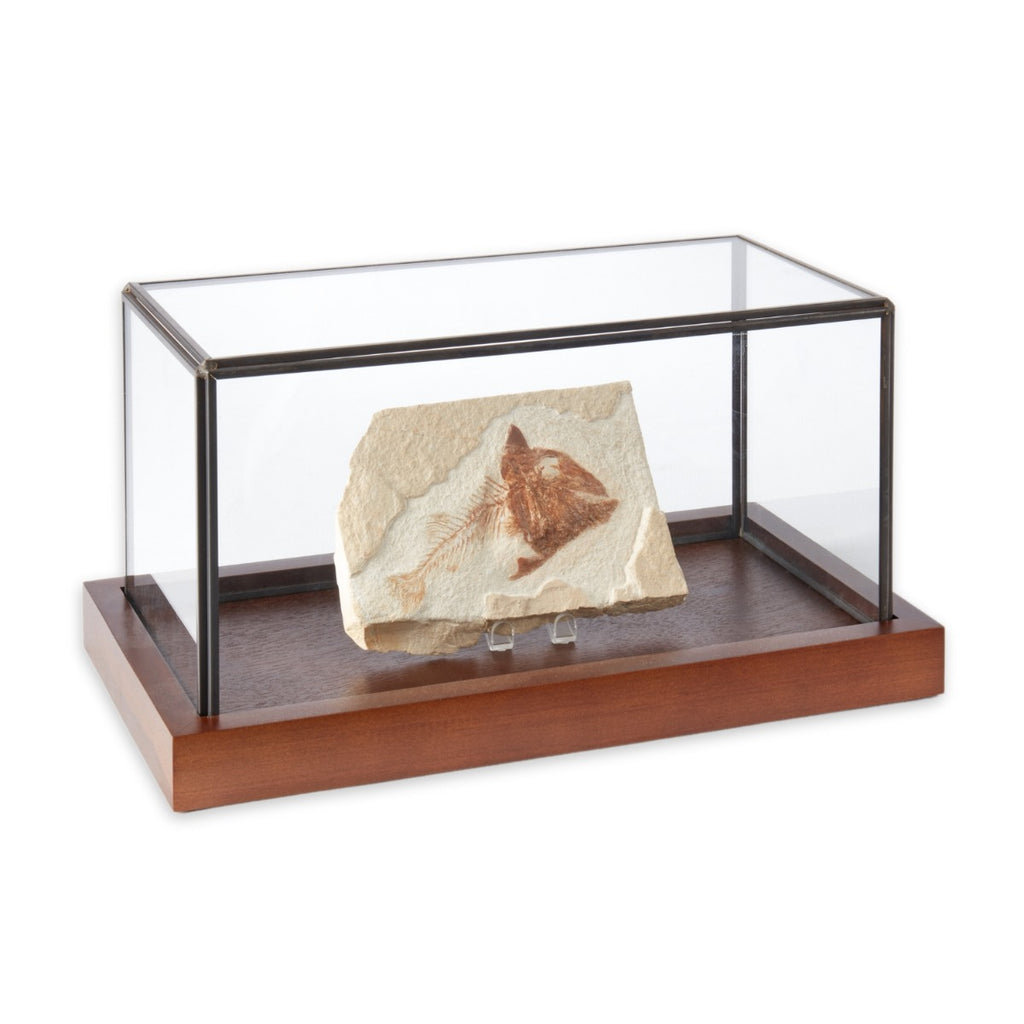 10"x5"x5" Display Case