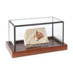 10"x5"x5" Display Case